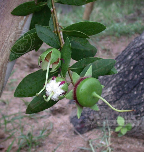 Cây Bần - Bần chua. Sonneratia caseolaris (L.) Engl - Cây Thuốc Nam Quanh Ta